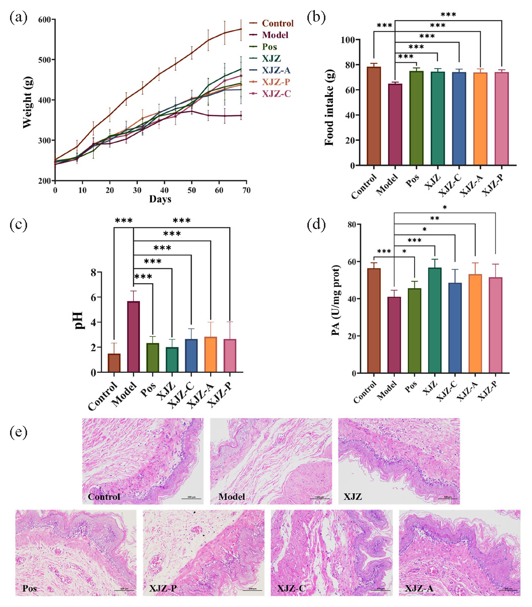Pharmacodynamic results. (a) Line graph of body weight change of rats. (b) Histogram of food intake of rats. (c) Histogram of pH of gastric juice of rats. (d) Histogram of PA. (e) Histopathological sections of stomach in rats stained with hematoxylin-eosin at 200X magnification. (Compared with model group, * p < 0.05, ** p < 0.01, *** p < 0.001, n=6).