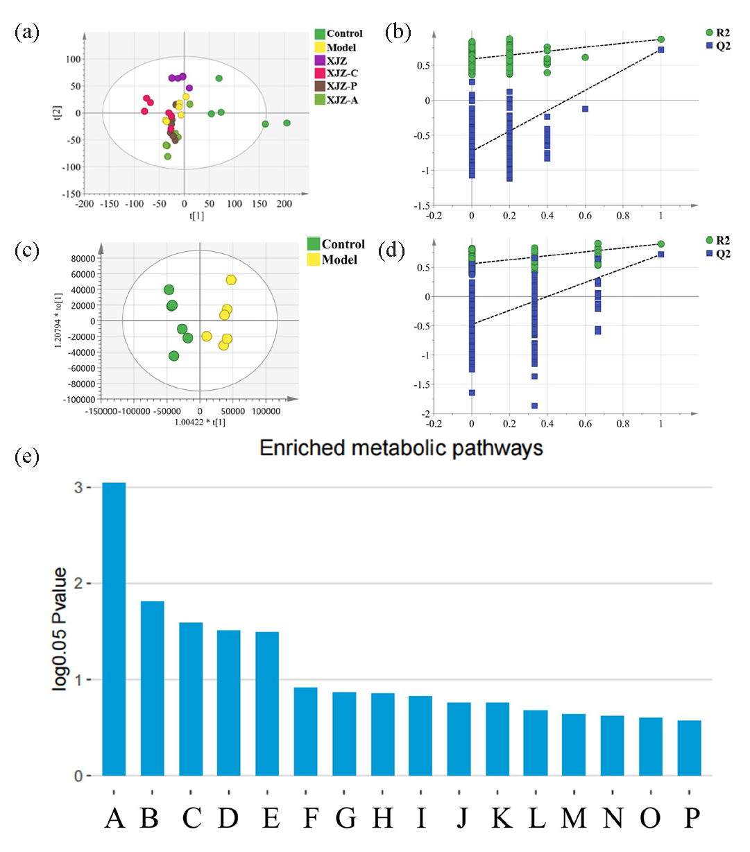 Analysis of mitochondrial metabolomics. (a) PLS-DA of mitochondrial metabolomics. (b) Permutation test result of PLS-DA. (c) OPLS-DA of mitochondrial metabolomics. (d) Permutation test result of OPLS-DA. (e) Results of metabolic pathway enrichment analysis, metabolic pathways with log0.05 P values greater than 1 were considered statistically significant, (A: Purine metabolism; B: Glutathione metabolism; C: Biosynthesis of various other secondary metabolites; D: Nicotinate and nicotinamide metabolism; E: Aminoacyl-tRNA biosynthesis; F: Ether lipid metabolism; G: Biotin metabolism; H: Beta-Alanine metabolism; I: Pantothenate and CoA biosynthesis; J: Phenylalanine, tyrosine and tryptophan biosynthesis; K: Lysine biosynthesis; L: Phenylalanine metabolism; M: Glycerophospholipid metabolism; N: Lysine degradation; O: D-Amino acid metabolism; P: Pyrimidine metabolism).