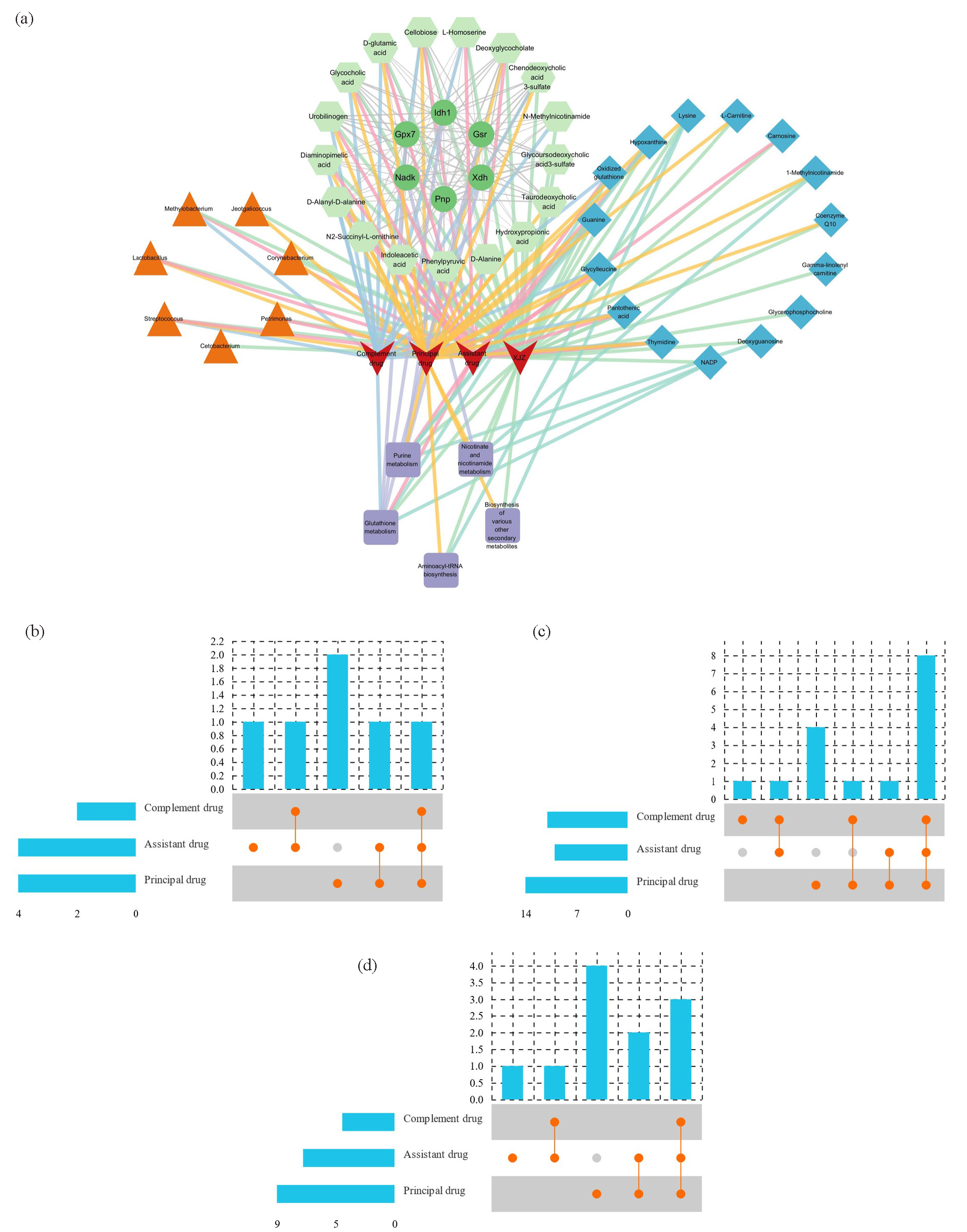 (a) Network of regulation by XJZ, “principal drug”, “complement drug” and “assistant drug” (Red V: Drugs; Triangles: gastric mucosa microbes; Green hexagon: gastric tissue metabolites; Rhombus: mitochondrial metabolites; Purple rectangle: mitochondrial metabolite pathway; Green circle: potential target.). (b) Upset plots of genera-level microbes. (c) Upset plots of gastric tissue metabolites. (d) Upset plots of mitochondrial metabolites.