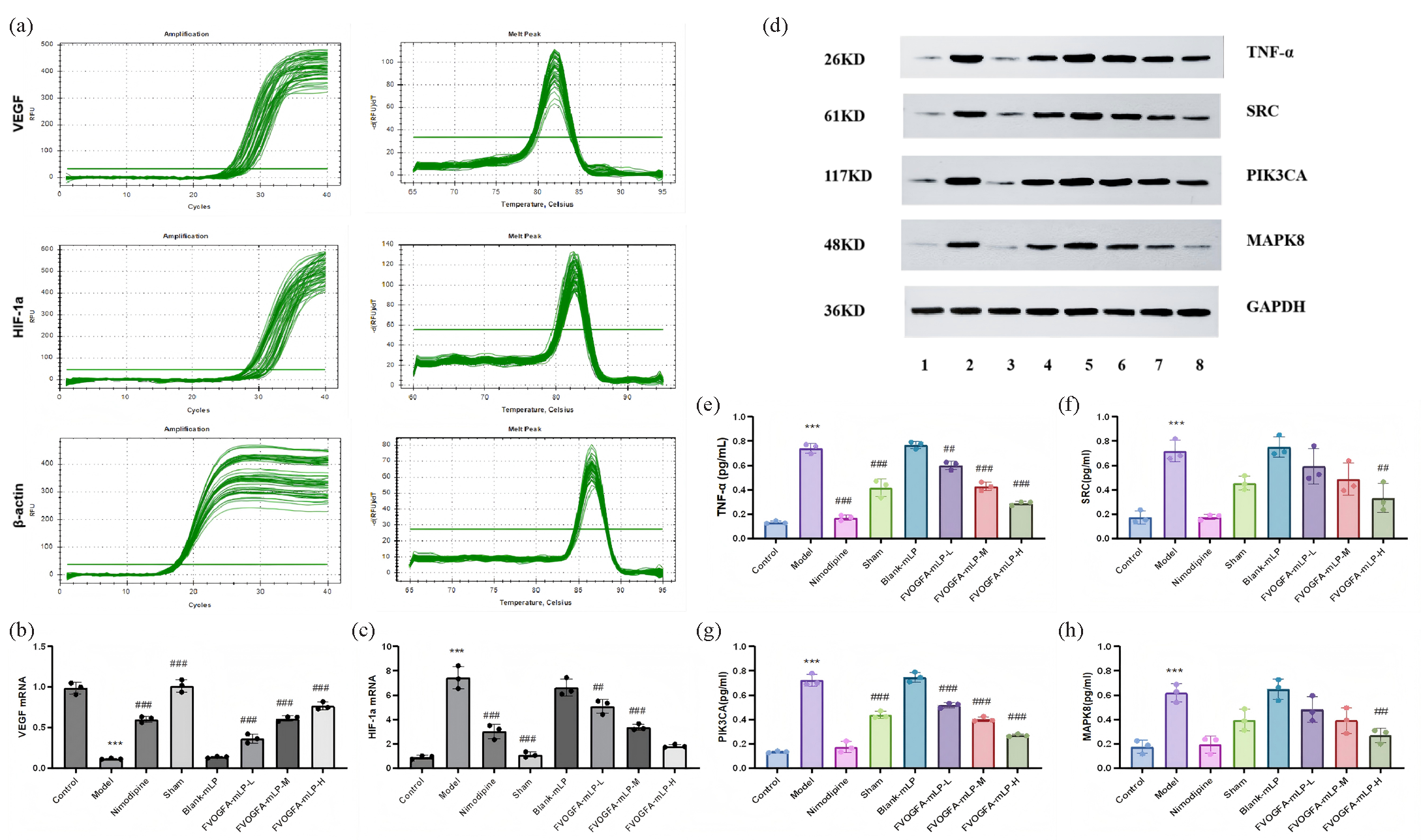 (a) Real-time amplification curves of VEGF, HIF-1a, and β-actin and dissolution curves of amplified products in each group, (b-c) the expression VEGF mRNA and HIF-1a mRNA in each group, (d) the protein expression and statistics of (e) TNF-α, (f) SRC, (g) PIK3CA, and (h) MAPK8 in the ischemic cerebral cortex of different groups (n = 3). Compared with the control group: *p < 0.05, **p < 0.01, ***p < 0.001. Compared with the model group: #p < 0.05, ##p < 0.01, ###p < 0.001. 1: Control; 2: Model; 3: Nimodipine; 4: Sham; 5: Blank-mLP; 6: FVOGFA-mLP-L; 7: FVOGFA-mLP-M; 8: FVOGFA-mLP-H.