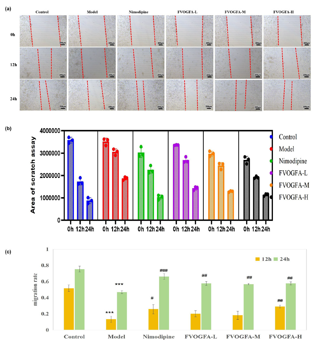 (a) Effects of FVOGFA on the migration of PC12 cells after OGD/R injury (scale bar = 200 µm), (b) the results of area of PC12 cell scratch assay, (c) the PC12 cell migration rates in different groups. Compared with the control group: *p < 0.05, **p < 0.01, ***p < 0.001. Compared with the model group: #p < 0.05, ##p < 0.01, ###p < 0.001.