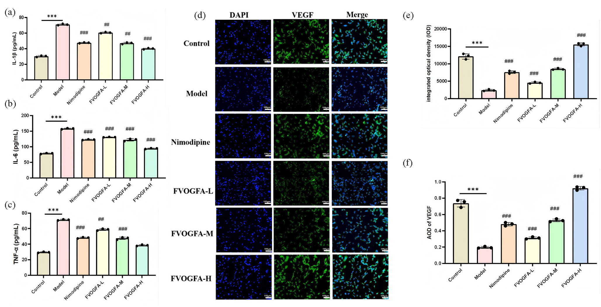 (a-c) FVOGFA alleviates inflammatory damage to PC12 cells induced by OGD/R by inhibiting inflammatory cytokines (IL-1β, IL-6, and TNF-α), (d-f) immunofluorescence staining to detect the expression of VEGF in PC12 cells (scale bar = 100 µm). Compared with the control group: *p < 0.05, **p < 0.01, ***p < 0.001. Compared with the model group: #p < 0.05, ##p < 0.01, ###p < 0.001.