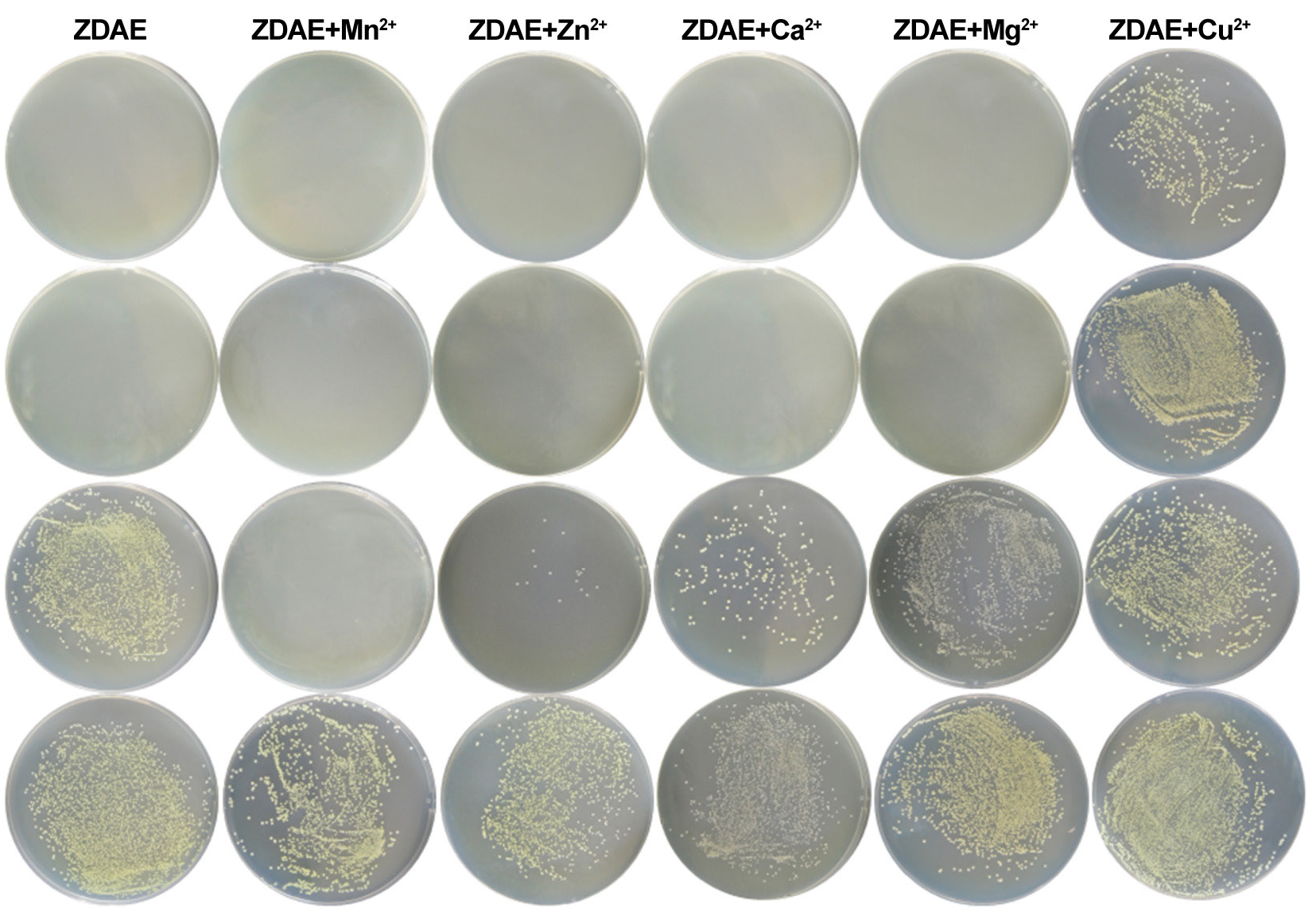 The antibacterial activity of ZDAE to different metal ions. Metal ions (Mn2+, Zn2+, Ca2+, Mg2+, Cu2+) were individually added to ZDAE to assess their impact on antibacterial activity. From left to right, the final concentrations of five metal ions are 1.20, 0.60, 0.30, and 0.15 mmol/L, respectively, and the final concentrations of ZDAE are 50, 25, 12.50, and 6.25 mg/mL.