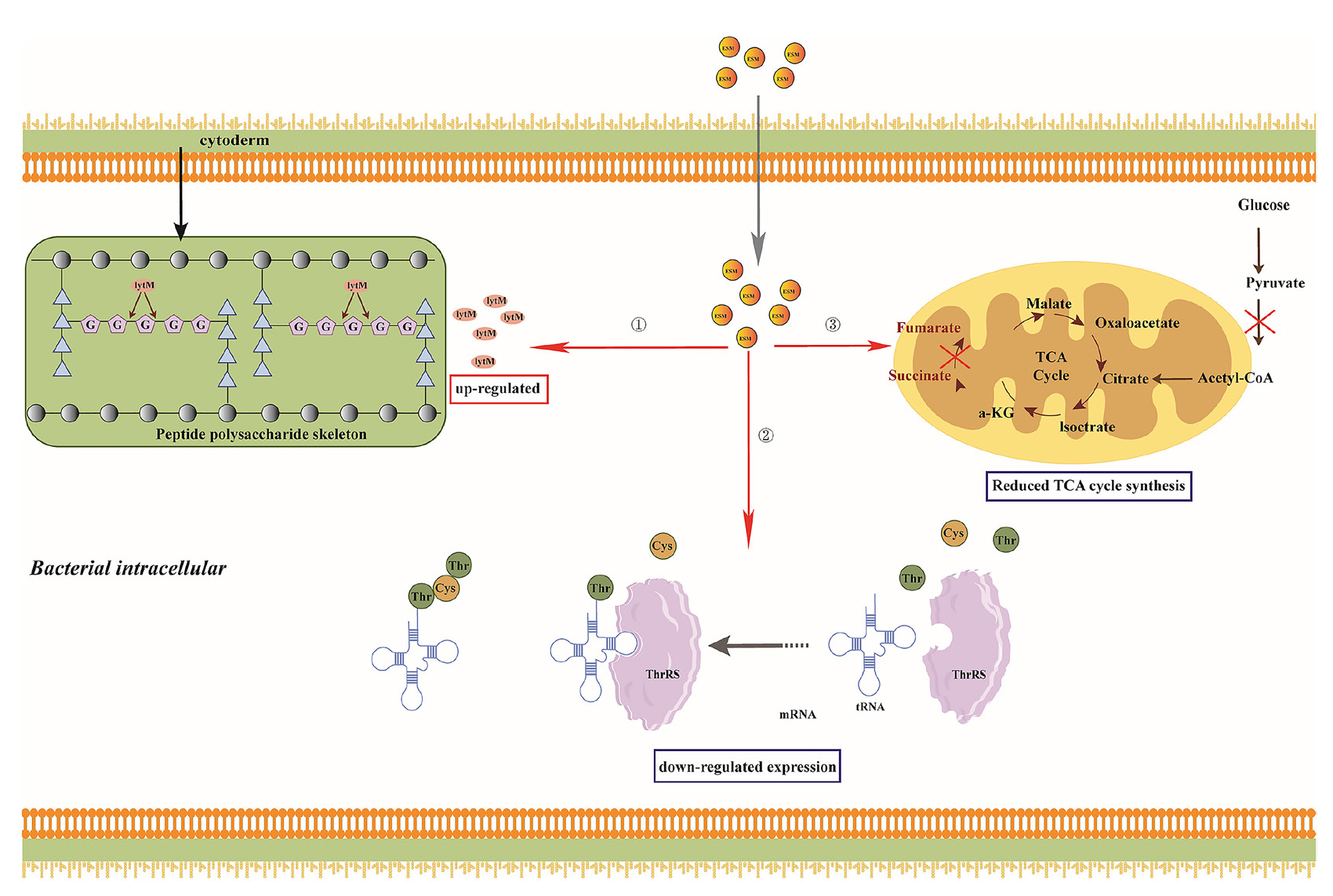 Partial antibacterial mechanisms of ESM. The figure depicts partial mechanisms that explain how ESM partially inhibits S. aureus: ① ESM breaks down peptidoglycan linkages in the bacterial cell wall by upregulating lytM expression; ②. ESM diminishes the expression of Thrs, which reduces protein expression; ③ ESM mitigates the expression of important TCA cycle enzymes, which reduces energy production. ESM, esculetin-manganese complex.