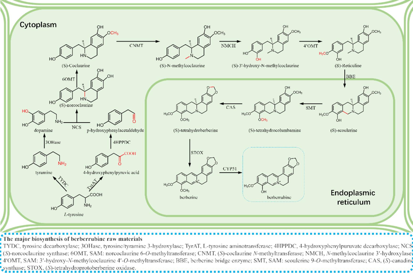 Biosynthesis pathway of berberrubine.