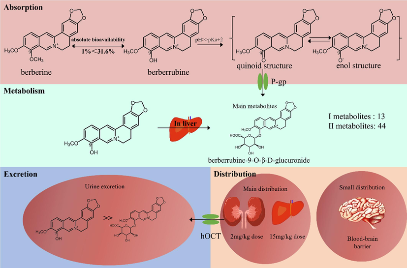 Pharmacokinetics of berberrubine.