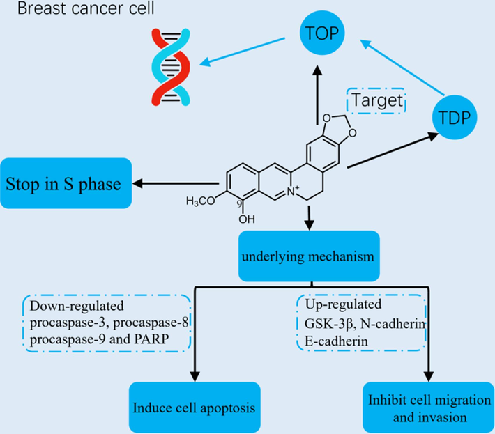 The anti-tumor mechanisms of berberrubine.
