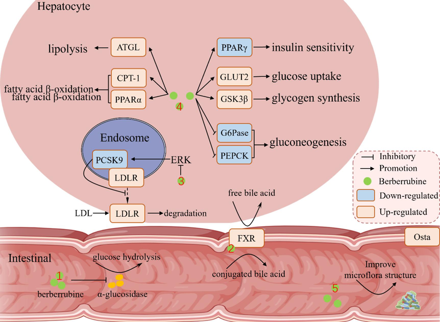 Underlying mechanisms of berberrubine in lowering blood glucose and lipids.