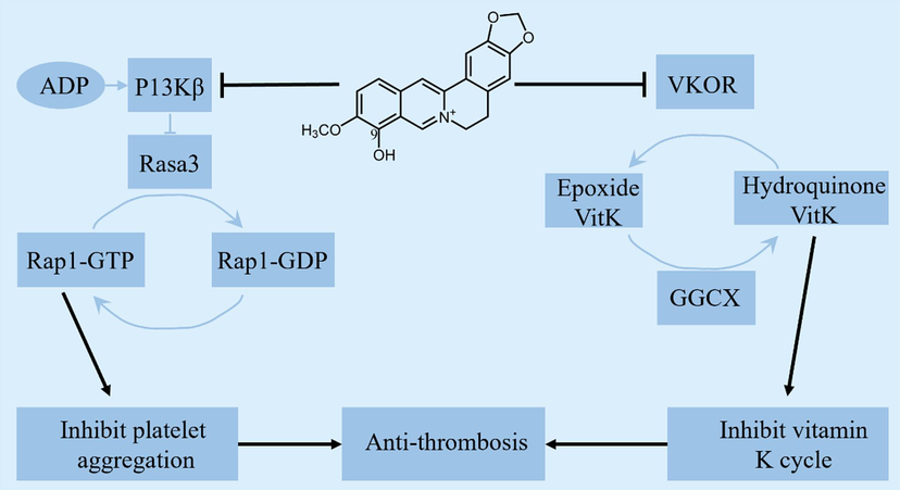 Underlying mechanisms of berberrubine in antithrombosis.