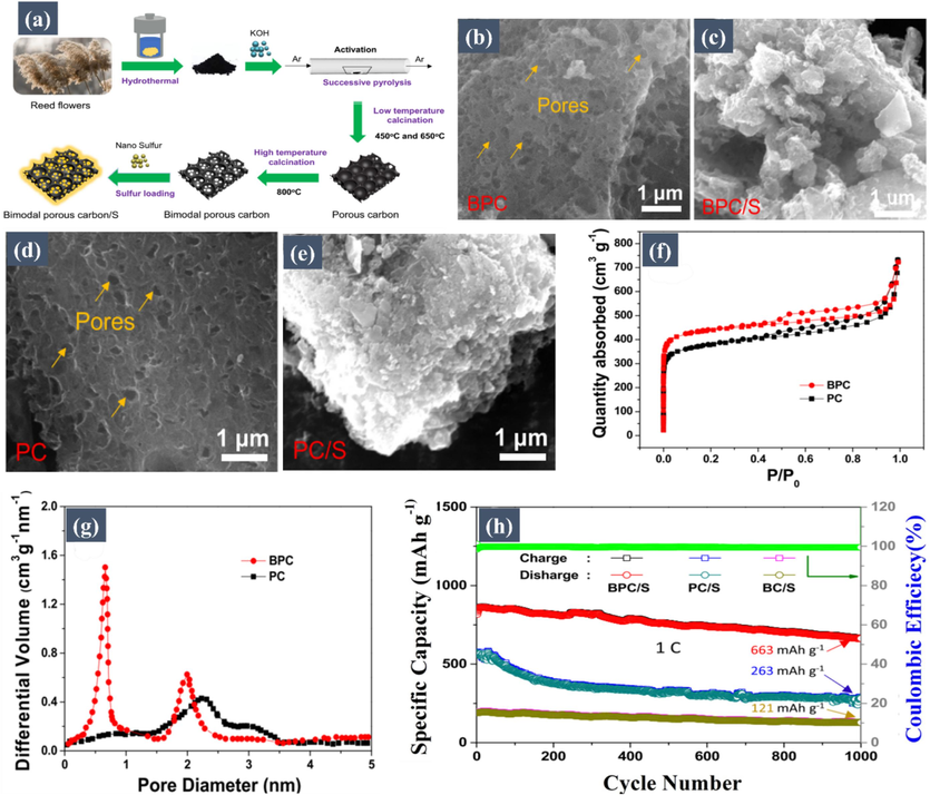 (a) Schematics of the synthesis of Bimodal Porous Carbon (BPC). SEM images of (b) BPC, (c) BPC/S, (d) PC, and (e) PC/S. Nitrogen adsorption–desorption isotherms of (f) BPC and PC show significant microporosity, confirming the ability of BPC to effectively encapsulate sulfur. (g) Pore size distributions of BPC and PC determined by the NLDFT method highlight the presence of micropores in BPC, which play a crucial role in limiting polysulfide diffusion and enhancing battery stability. (h) Cycling performance at a current density of 1 C for 1000 cycles of BPC/S, PC/S, and BC/S electrodes, demonstrating the superior long-term stability of BPC/S, attributed to its microporous architecture. Reproduced with permission from (Wang, 2020). Copyright 2020, Elsevier.