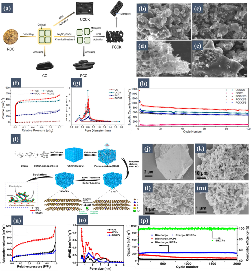 (a) Schematic illustration of construction method of the carbon hosts and the functions of delignification. SEM images of the (b) CC, (c) PCC, (d) PCCK2, and (e) PCCK2/S samples. (f) Nitrogen adsorption/ desorption isotherms of the CC, UCCK, PCC, and PCCK2 samples. (g) pore-size distributions of the CC, UCCK, PCC, and PCCK2 samples. (h) Cycling performances of the UCCK/S, PCC/S, PCCK1/S, PCCK2/S and PCCK3/S cathodes at 0.1 C. Reproduced with permission from (Tang, 2022). Copyright 2022, Elsevier. (i) Graphical Illustration of the Preparation of S/KCPs. SEM images of (j) chitin@CaCO3, (k) CPs, (l) KCPs, and (m) S/KCPs. (n) N2 adsorption–desorption isotherms of KCPs, CPs, and S/KCPs, and (o) corresponding DFT pore size distributions. (p) Cycling performances and the corresponding coulombic efficiency at 1 A/g. Reproduced with permission from (Sun, 2022). Copyright 2022, American Chemical Society.