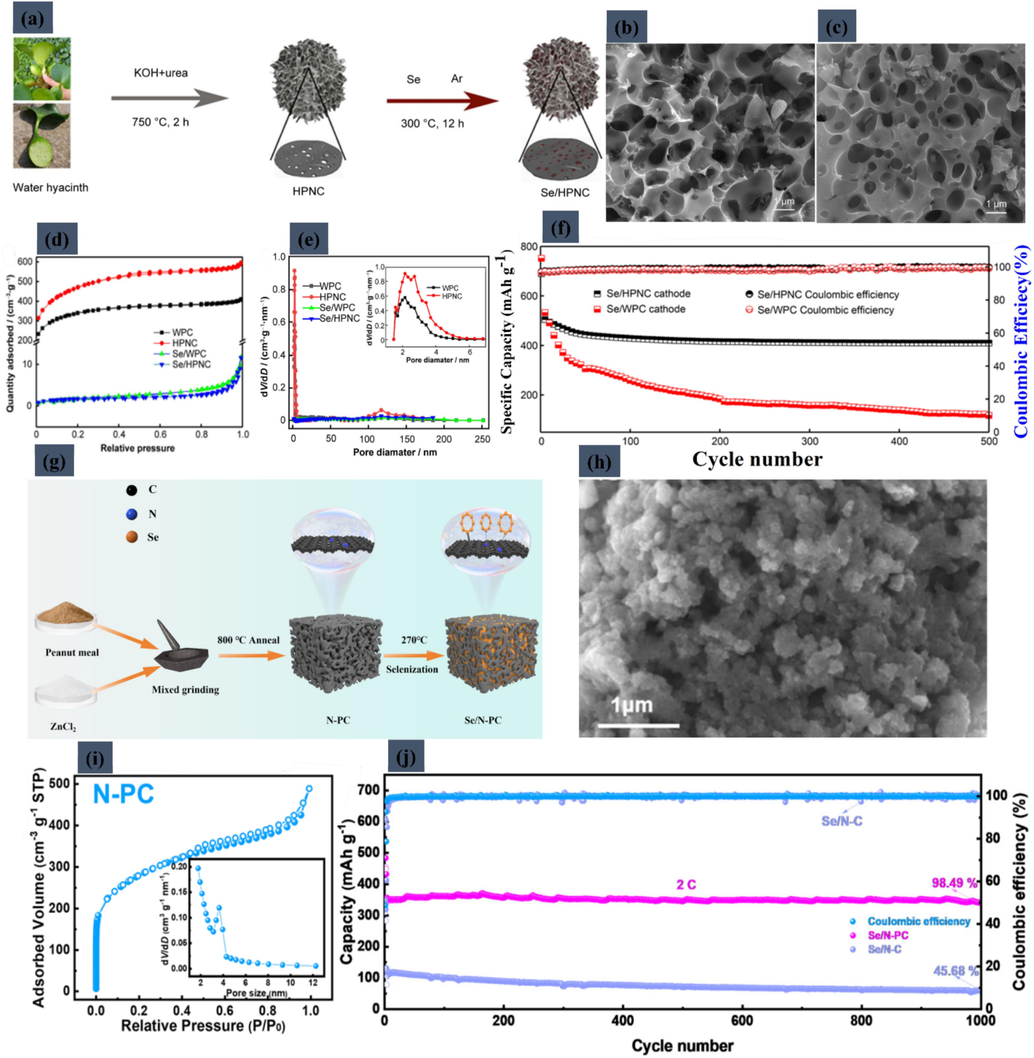 (a) Schematic illustration of preparation of Se/HPNC composite. SEM images of (b) Se/WPC composite and (c) Se/HPNC composite. (d) Adsorption and desorption isotherms of N2 and (e) pore size distribution curves of WPC, HPNC, Se/WPC composite, and Se/ HPNC composite (inset showing enlarged view of pore distribution of WPC and HPNC). (f) Cycling performance and Coulombic efficiency of Se/HPNC and Se/WPC cathodes at 1.0 C for 500 cycles. Reproduced with permission from (Deng, 2022). Copyright 2022, Springer. (g) Schematic illustration of the synthesis process of Se/N-PC. (h) SEM images of N-PC. (i) N2 adsorption/desorption isotherms of the N-PC and the inset of panel N-PC. (j) long-term cyclability of Se/N-PC and Se/N-C at 2 C. Reproduced with permission from (Xu, 2023). Copyright 2023, Walter de Gruyter GmbH.