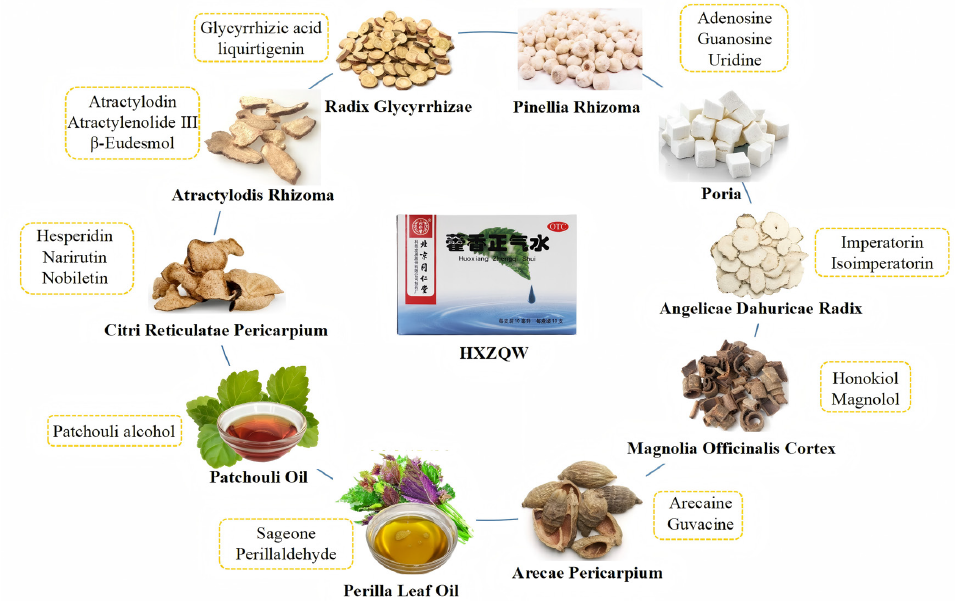 The prescription composition of HXZQS and the source of 20 quality attribute indicators. HXZQW: Huoxiang Zhengqi Shui.