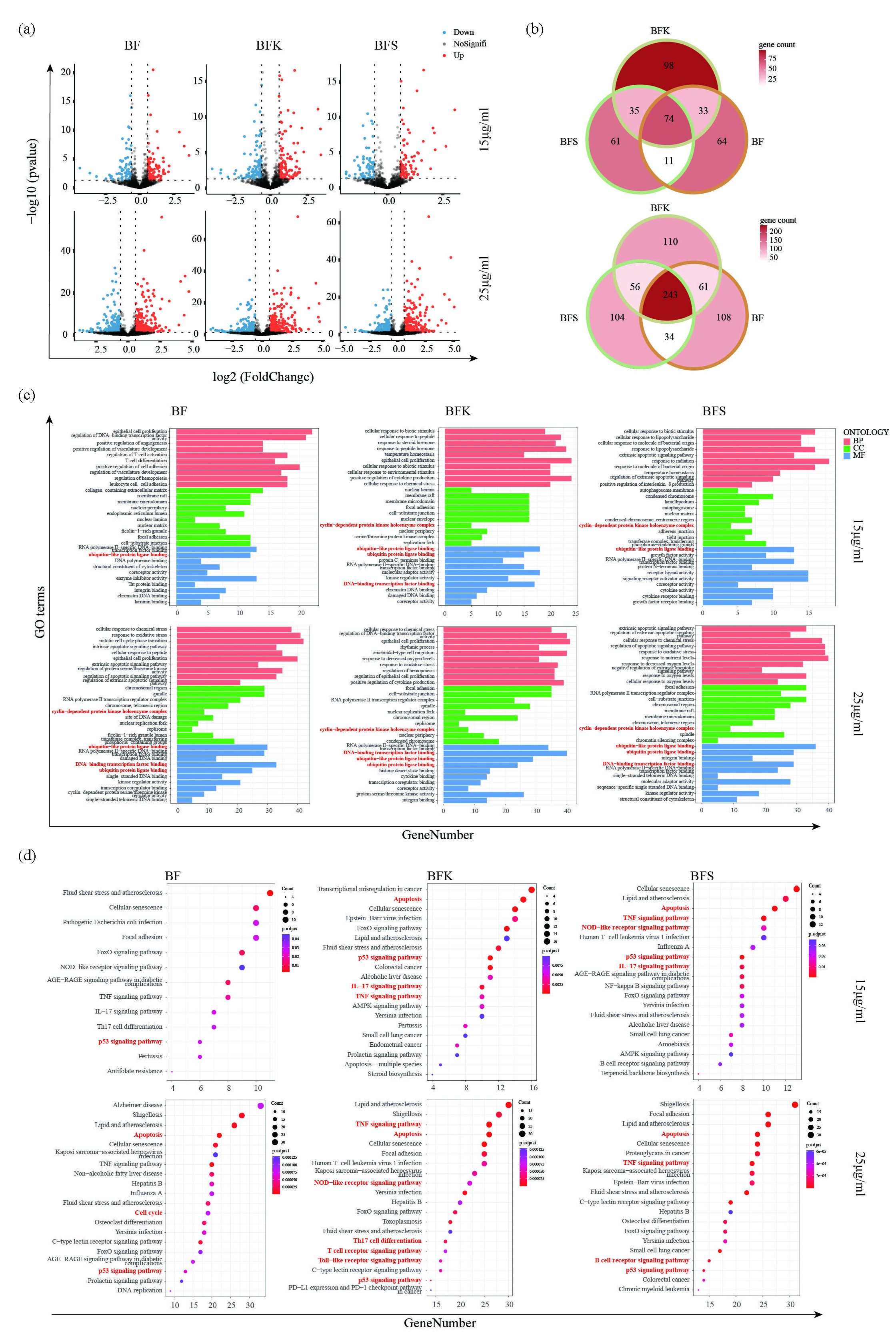 HTS2 technology illustrated mechanisms of BF, BFK, and BFS treating breast cancer. (a) Volcano plot profiling DEGs and (b) Venn diagrams of DEGs in MDA-MB-231 treated with ethanolic extracts of BF, BFK, and BFS. (c) GO enrichment analysis and (d) KEGG pathway enrichment analysis of DEGs in MDA-MB-231 treated with ethanolic extracts of BF, BFK, and BFS. BF: Bruceae Fructus, BFK: Kernels of Bruceae Fructus, BFS: Shell of Bruceae Fructus, GO: Gene ontology, KEGG : Kyoto encyclopedia of genes and genomes, HTS2: High throughput screening, DEGs: Differentially expressed genes.