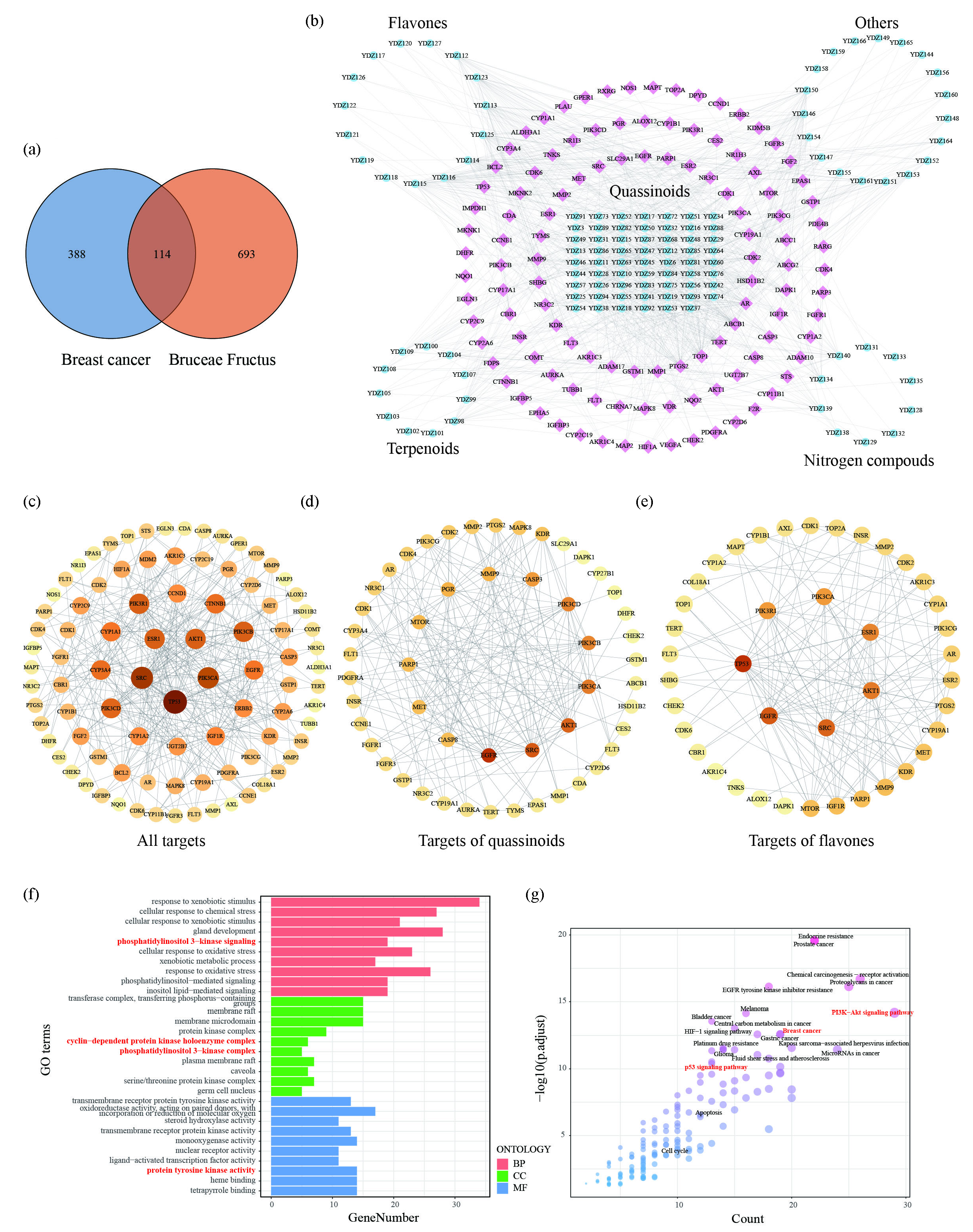 Network pharmacology illustrating mechanisms of BF treating breast cancer. (a) Venn diagram of targets of BF and breast cancer. (b) Compound-target network was built using 114 overlapped genes. The round nodes are chemicals in BF while the square ones are therapeutical targets of breast cancer. (c) PPI network of 114 overlapped targets, (d) targets of quassinoids, and (e) targets of flavones. The size or color shade of the node is positively associated with the degree value. (f) GO enrichment analysis of 114 targets of BF treating breast cancer. (g) KEGG pathway enrichment analysis of 114 targets of BF treating breast cancer. BP: Biological process; CC: Cellular component; MF: Molecular function, GO: Gene ontology, KEGG : Kyoto encyclopedia of genes and genomes.