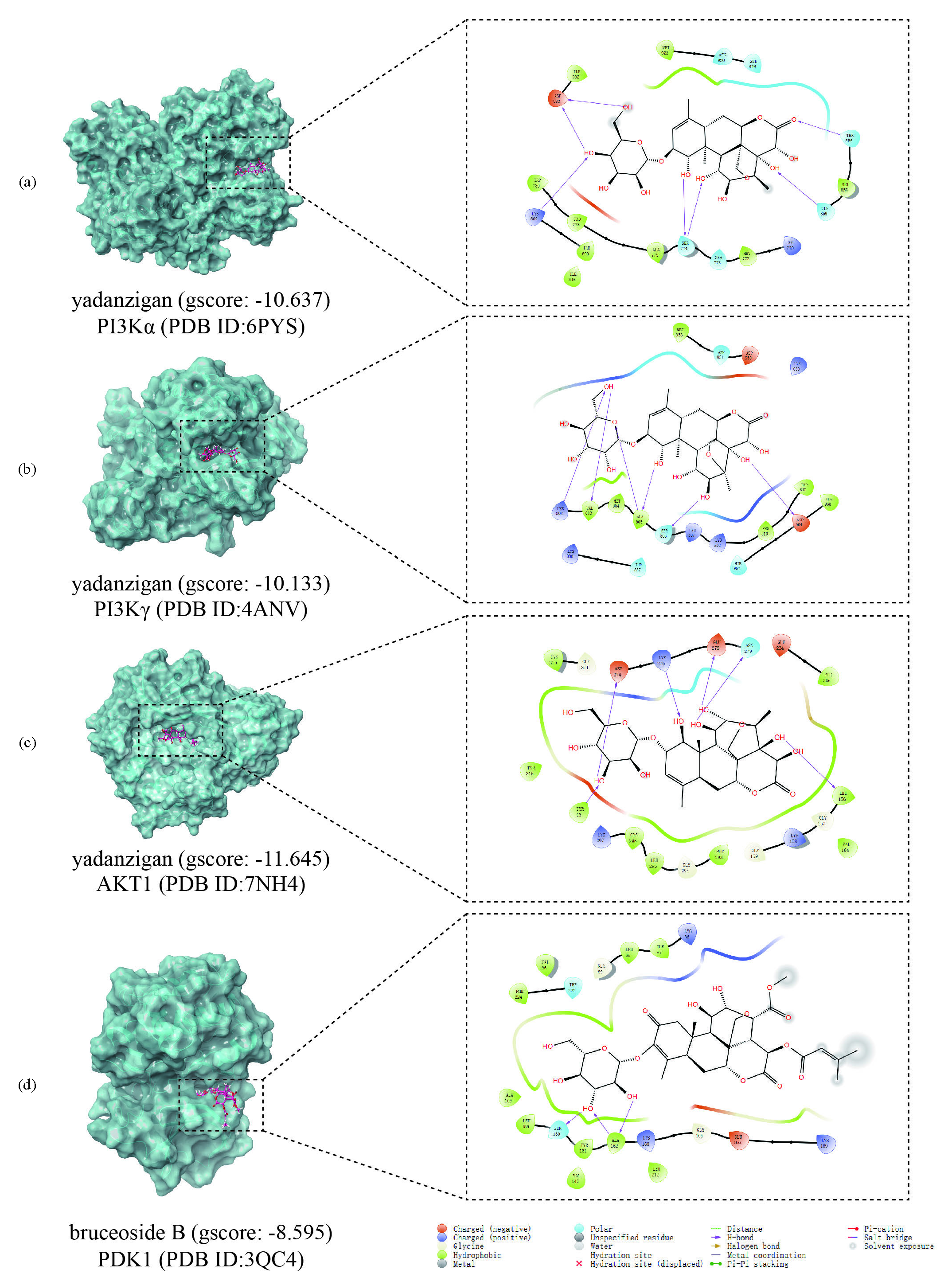 Representative molecular docking results of breast cancer targets. (a) The patterns of yadanzigan binding to PI3Kα, (b) PI3Kγ, (c) AKT1, and (d) bruceoside B binding to PDK1.