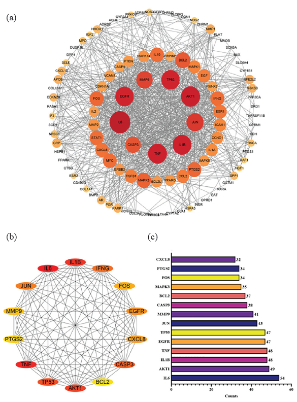 Interaction network of 115 predicted targets (a) network of PPI with 115 predicted targets; (b) the top 14 key proteins’ network; (c) ranking by degree values of the top 14 targets. PPI: Protein-protein interaction.