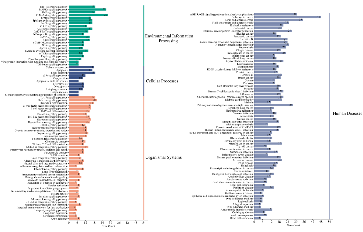 Classified enriched KEGG pathways in the AOH treatment of depression. The pathways involved were divided into four main categories: cellular activities, organismal systems, processing of environmental information, and human diseases. KEGG: Kyoto encyclopedia of genes and genomes, AOH: Alpinia officinarum hance.