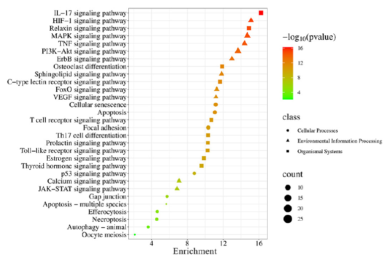 Top 10 signaling pathways for the class of environmental information processing, organismal systems, and cellular processes in KEGG enrichment analysis. KEGG: Kyoto encyclopedia of genes and genomes.