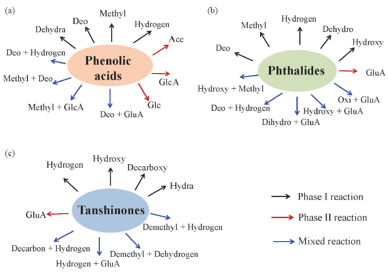 Metabolic pathways of (a) phenolic acids, (b) phthalides and (c) tanshinones in SM-LC (GlcA: glucuronidation; Glc: glucosidation; Decarboxy: decarbonylation; Methyl: methylation; Hydroxy: hydroxylation; Demethyl: demethylation; Hydrogen: hydrogenation; Hydroly: hydrolysis; Dihydroxy: dihydroxylation; Deo: deoxidation; Dehydro: dehydrogenation; Hydra: hydration).