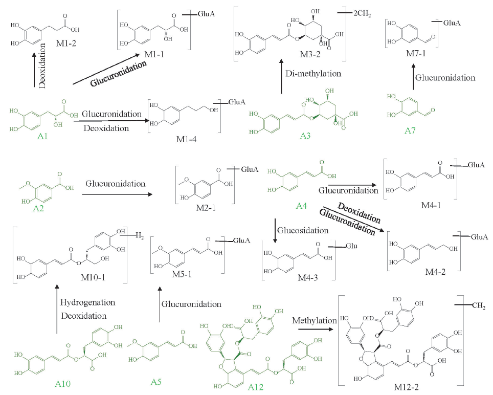 The metabolic pathways of phenolic acids in MCAO/R rat biological samples.