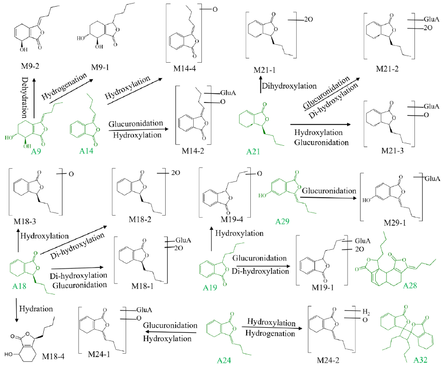 The metabolic pathways of phthalides in MCAO/R rat biological samples.