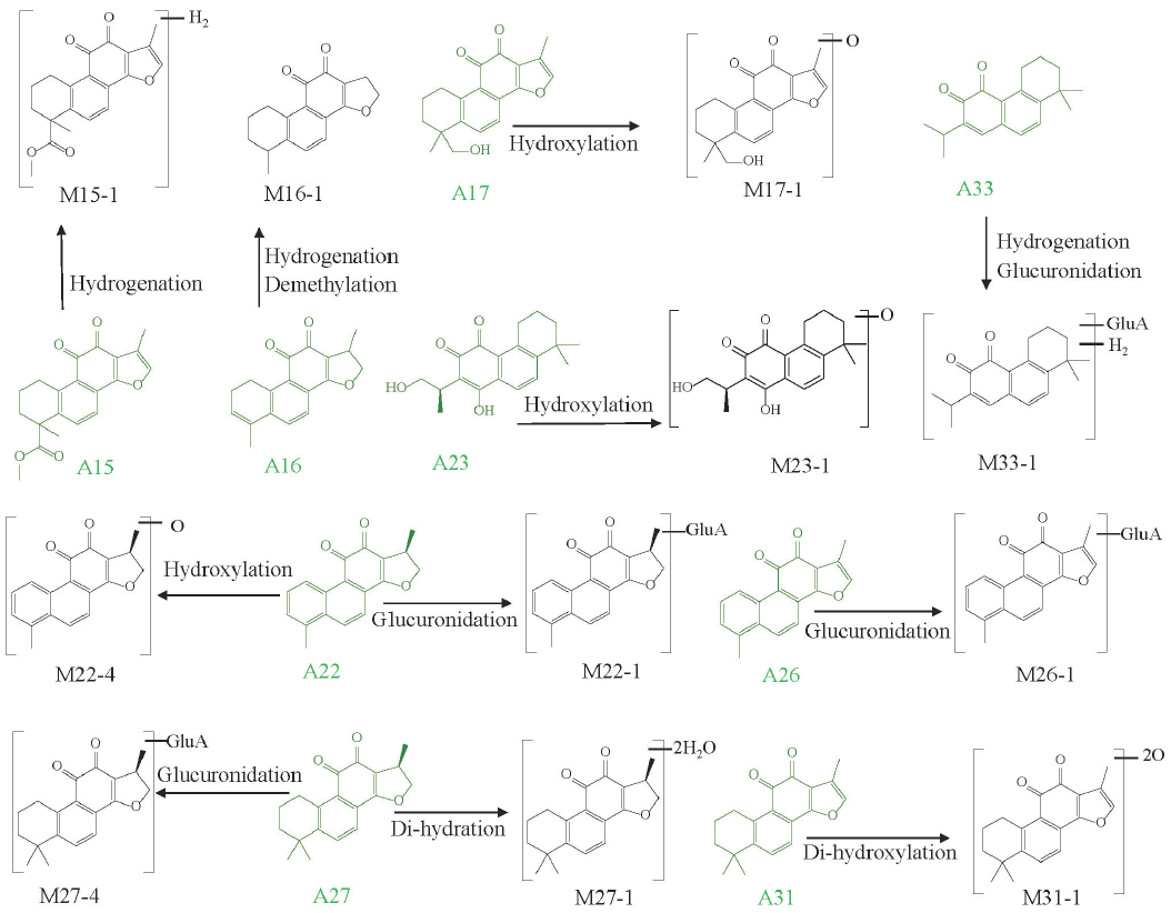 The metabolic pathways of tanshinones in MCAO/R rat biological samples.