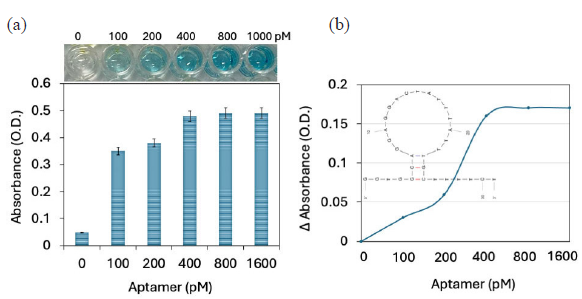 (a) Antibody-GNP-aptamer attachment on enzyme-linked immunosorbent assay (ELISA) polystyrene (PS) well. Different concentrations of aptamer were added to the antibody-gold nanoparticle (GNP) immobilized ELISA. The gradual increment of absorbance was noted, and it was saturated at 400 pM of aptamer. (b) Comparison of probe immobilization on ELISA PS well. After adding aptamer to the antibody-GNP shows the increment in changes for the same concentration of interleukin-6 (IL-6). The predicted secondary structure of aptamer sequences by UNAfold is shown as a figure inset. Experiments have been repeated 5 times and averaged.
