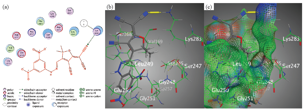 Docking interactions between chromophore 5 and PDB: 1lnz. (a) 2D, (b) 3D, (c) Surface Mapping. PDB: Protein data bank.