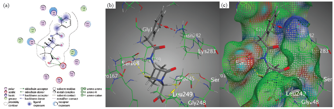 Docking interactions between Penicillin and PDB: 1lnz. (a) 2D, (b) 3D, (c) Surface Mapping. PDB: Protein data bank.