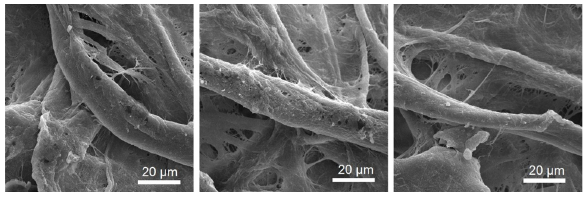 SEM images of hydrazone-imprinted paper strip at different positions. SEM: Scanning electron microscopy.