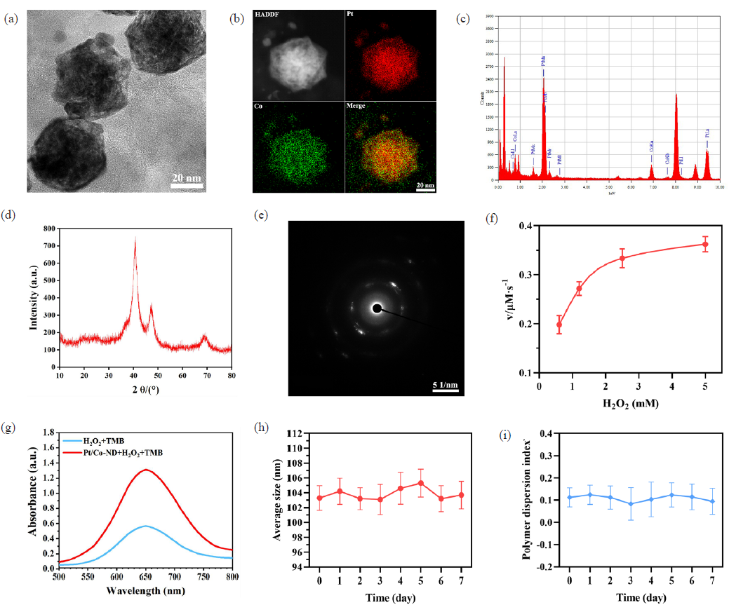 The characterization of Pt/Co-ND. (a) Transmission electron microscopy (TEM) image illustrating the morphology of Pt/Co-ND. (b) High-angle annular dark-field (HAADF) scanning transmission electron microscopy images alongside their associated elemental distribution maps for Pt/Co-ND. (c) Energy-dispersive X-ray spectroscopy (EDS) analysis of Pt/Co-ND, highlighting the characteristic elemental peaks. (d) X-ray diffraction (XRD) profile of Pt/Co-ND, indicating the crystalline structure. (e) Selected-area electron diffraction (SAED) pattern obtained from Pt/Co-ND, revealing its lattice structure. (f) Kinetic study of Pt/Co-ND using Michaelis-Menten analysis with H2O2 as the reactant. (g) Ultraviolet-visible (UV-vis) absorbance curves of TMB at an optimal wavelength of 652 nm after reaction. (h) Statistical summary presenting the mean size and (i) polydispersity index (PDI) of Pt/Co-ND following one week of storage under ambient conditions. Pt/Co-ND: Platinum/cobalt nanodots.