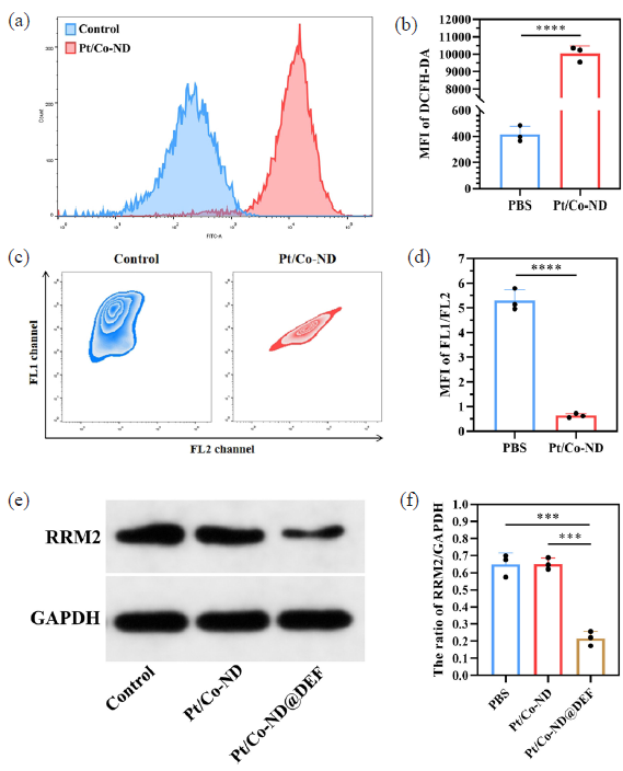 Pt/Co-ND@DEF promoted oxidative stress and inhibits RRM2 activity in prostate cancer cells. (a-b) The ROS levels in prostate cancer cells was detected by DCFH-DA probes. (c-d) The MMP of prostate cancer cells was detected by JC-1 probes. (e-f) The expression of RRM2 was detected by Western Blotting. *p< 0.05; ** p< 0.01; *** p< 0.001. Pt/Co-ND@DEF: Platinum/cobalt nanodots functionalized with DEF, ROS: Reactive oxygen species, DCFH-DA: 2’,7’-Dichlorodihydrofluorescein diacetate, MMP: Mitochondrial membrane potential, RRM2: Ribonucleotide reductase M2.