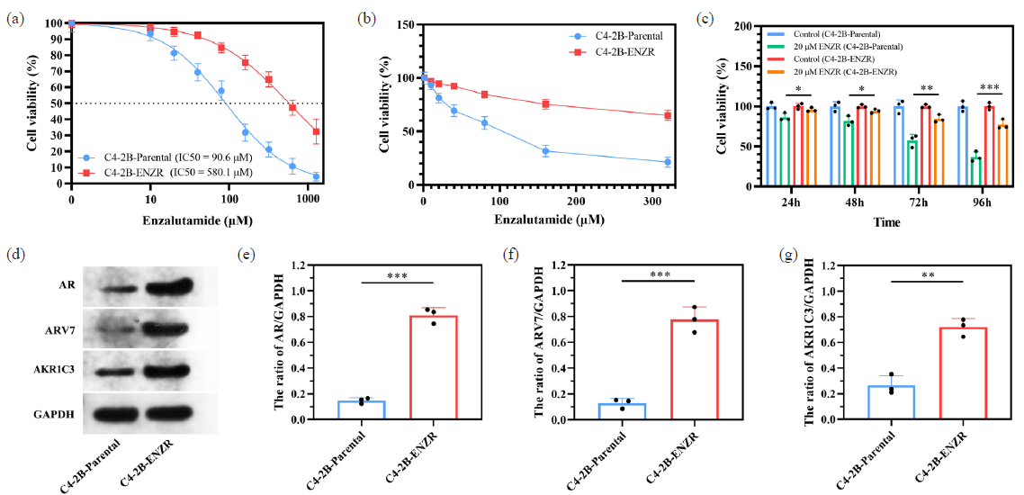 ENZR resistant C4-2b-ENZR cell model is established. (a) IC50 value in C4-2B-ENZR and C4-2B-parental cells. (b) The cell viability is measured by CCK-8 assay in the indicated cell lines under ENZR treatment. (c) Cell growth of C4-2b-parental or C4-2b-ENZR cells treated with 20 μM ENZR. (d-g) The expression of ENZR resistance related molecules were examined by Western Blotting. *p< 0.05; ** p< 0.01; *** p< 0.001. CCK-8: Cell counting kit-8, IC50: 50% inhibitory concentration, ENZR: Enzalutamide resistance.
