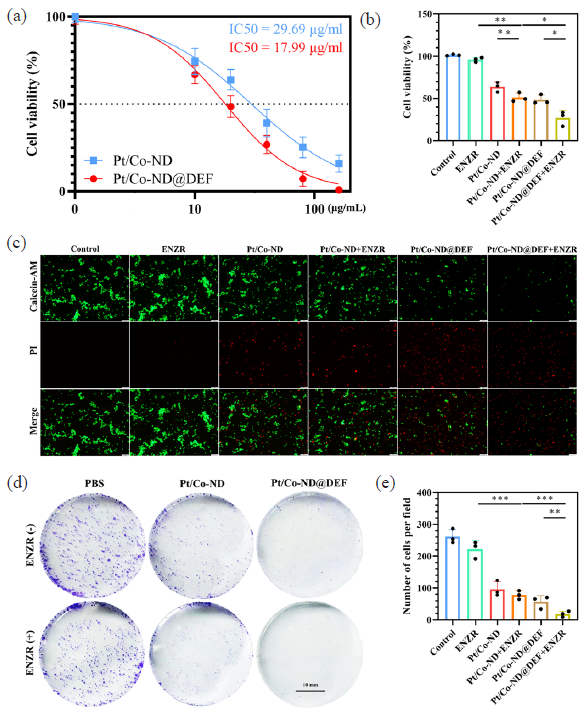 Pt/Co-ND@DEF induced apoptosis in C4-2b-ENZR cells. (a) IC50 value in C4-2B-ENZR cells. (b) Cell viability is measured by CCK-8 assay. (c) Fluorescence images of Calcein-AM/PI stained C4-2b-ENZR cells (scale bar = 100 µm). (d) Cell growth assessed by colony formation assay in prostate cancer cells (scale bar = 10 mm) and (e) corresponding quantitative analysis (scale bar = 10 mm). *p< 0.05; ** p< 0.01; *** p< 0.001.