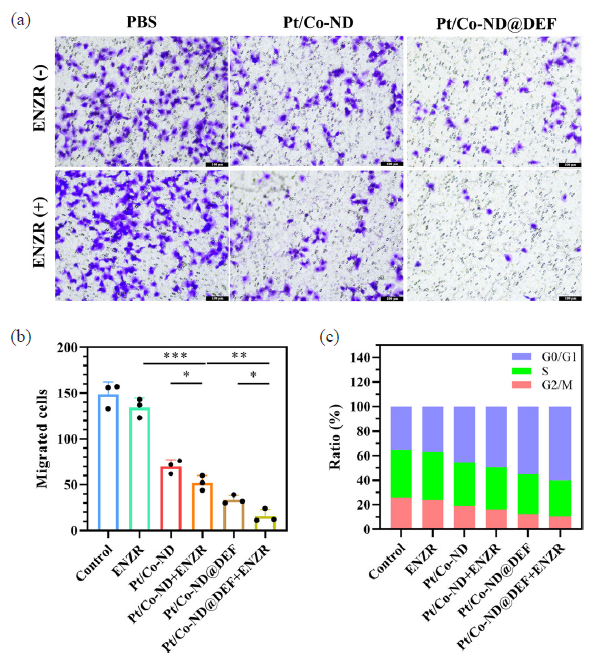 Pt/Co-ND@DEF inhibited the migration and induces cell cycle arrest of C4-2b-ENZR cells. (a) The migration of C4-2b-ENZR cells is measured by Transwell assays. (b) The quantitative analysis of Transwell assays. (c) The cell cycle is analyzed by FCM. *p< 0.05; ** p< 0.01; *** p< 0.001.