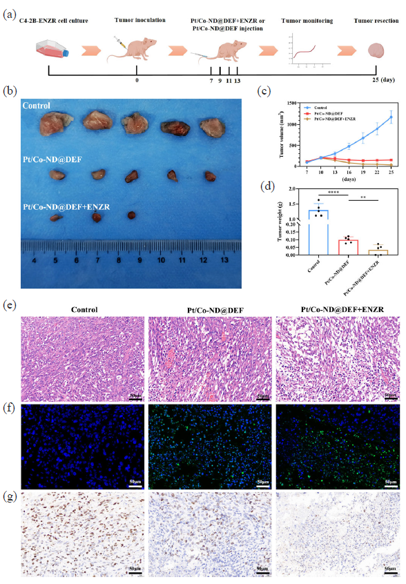 The antitumor effect of Pt/Co-ND@DEF in vivo. (a) Schematic illustration of the process of injection of Pt/Co-ND@DEF or Pt/Co-ND@DEF+ENZR in CDX model mice. (b) Digital photographs of tumors in each group. (c) Relative tumor growth curves of C4-2b-ENZR-tumor-bearing mice after tail vein injection of Pt/Co-ND@DEF or Pt/Co-ND@DEF+ENZR and its controls. (d) Tumor weight after 25-days treatment with Pt/Co-ND@DEF or Pt/Co-ND@DEF+ENZR and its controls. (e) Hemotoxylin & eosin staining of tumor tissue and its magnified images after treatment by Pt/Co-ND@DEF or Pt/Co-ND@DEF+ENZR and its controls (scale bar = 50μm, mag = 200x). (f) TUNEL staining of sections of tumor tissues from mice after treatment by Pt/Co-ND@DEF or Pt/Co-ND@DEF+ENZR and its controls (scale bar = 50μm, mag = 200x). (g) Ki67 staining of sections of tumor tissues from mice after treatment by Pt/Co-ND@DEF or Pt/Co-ND@DEF+ENZR and its controls (scale bar = 50μm, mag = 200x). *p< 0.05; ** p< 0.01; *** p< 0.001; *** p< 0.0001.