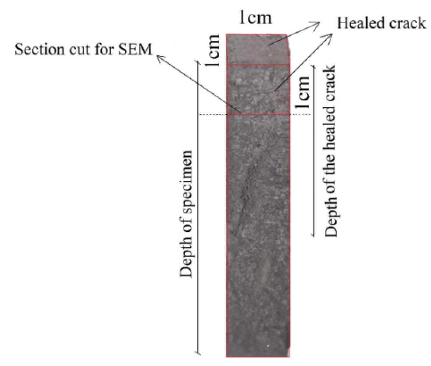 Specimen preparation for SEM.