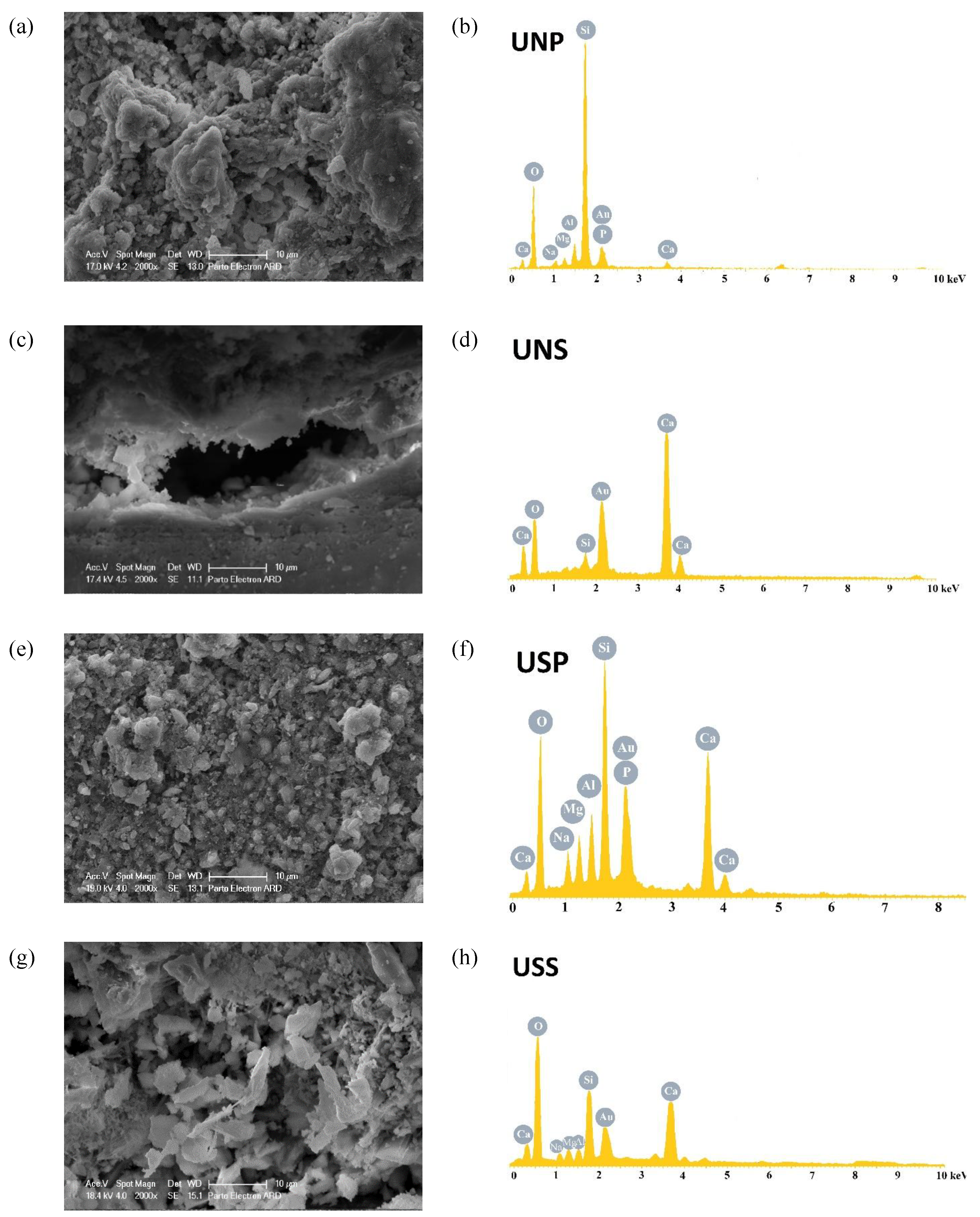 SEM images of (a) UNP, (c) UNS, (e) USS, and (g) USP specimens with (b,d,f,h) corresponding EDS analyses from marked zones.