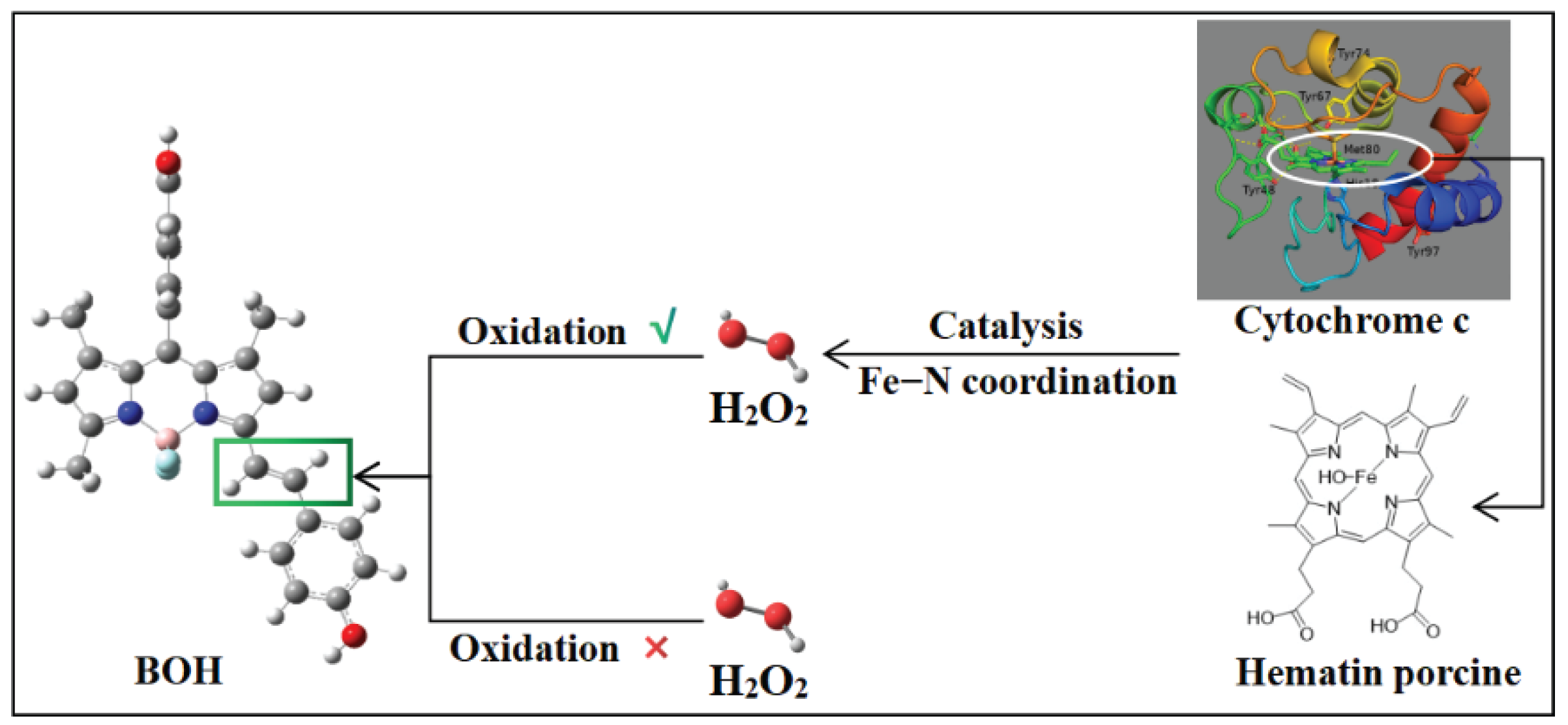 Catalytic effect of cytochrome c on H2O2 oxidation of a p-hydroxyphenyl-substituted BODIPY derivative (BOH).