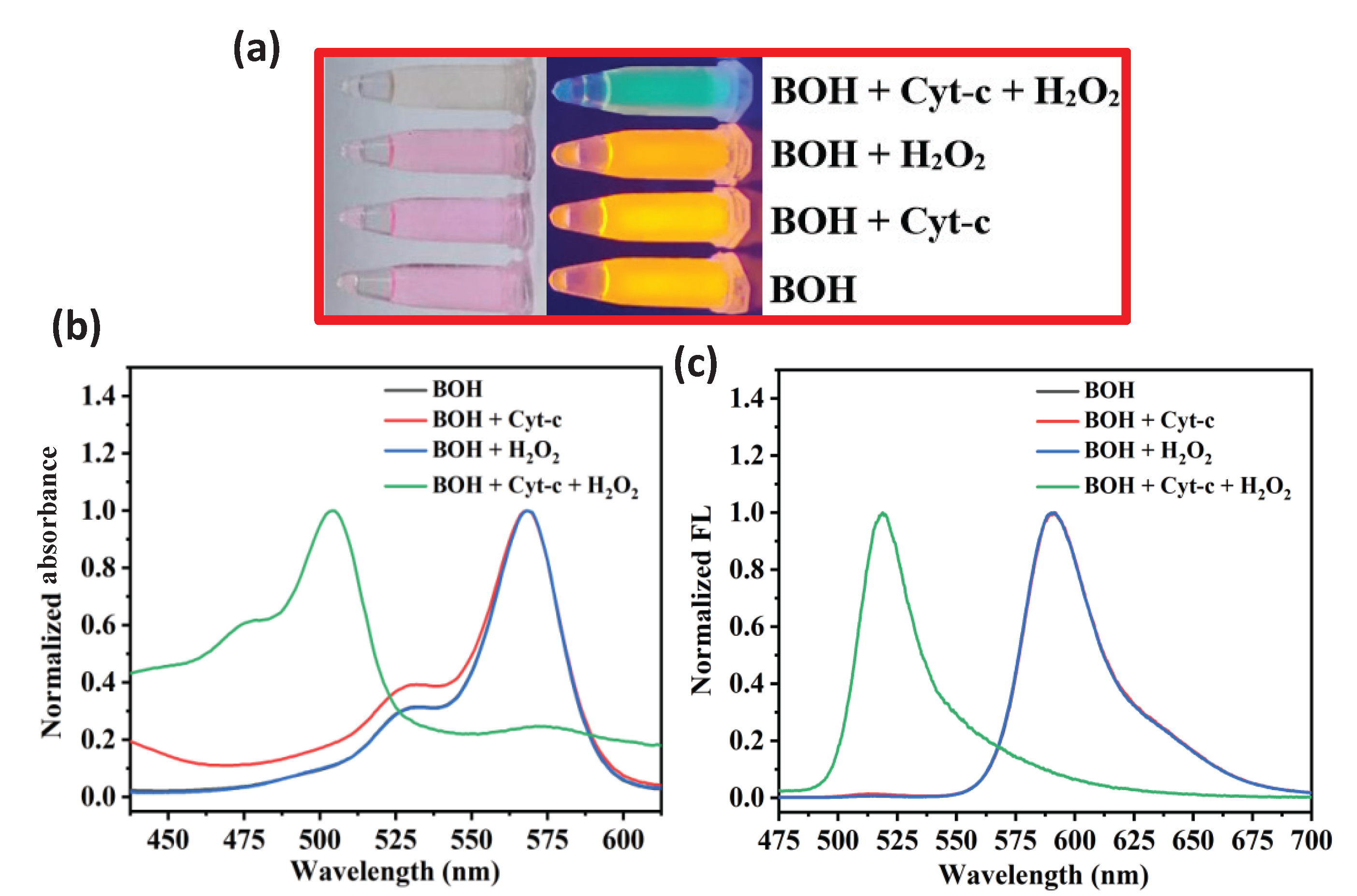 (a) The fluorescent image, (b) The absorption spectra and (c) The fluorescence emission spectra of BOH, BOH + Cyt-c, BOH + H2O2, and BOH + Cyt-c + H2O2, λEx = 365 nm.