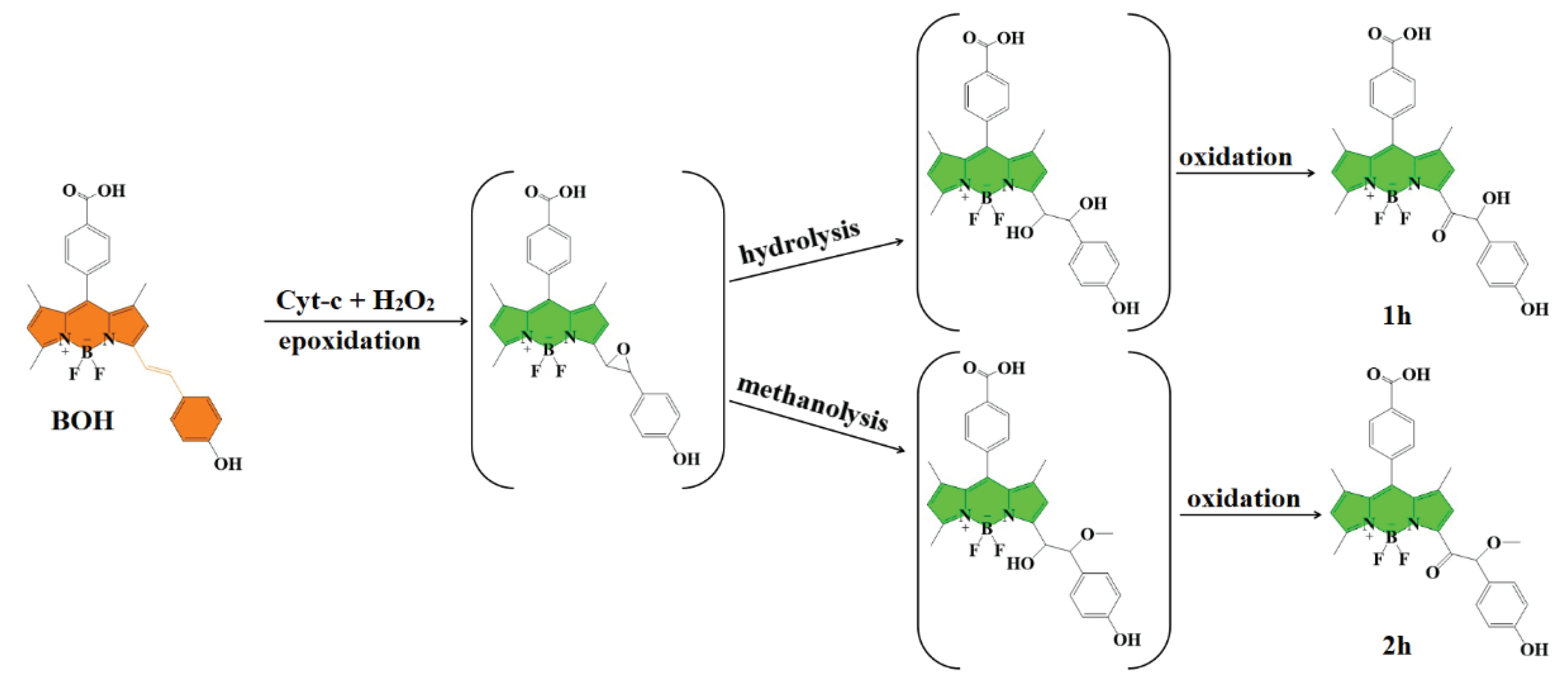 The proposed products and intermediates from reactions between BOH and Cyt-c + H2O2 characterized by LC-QTOF-MS.