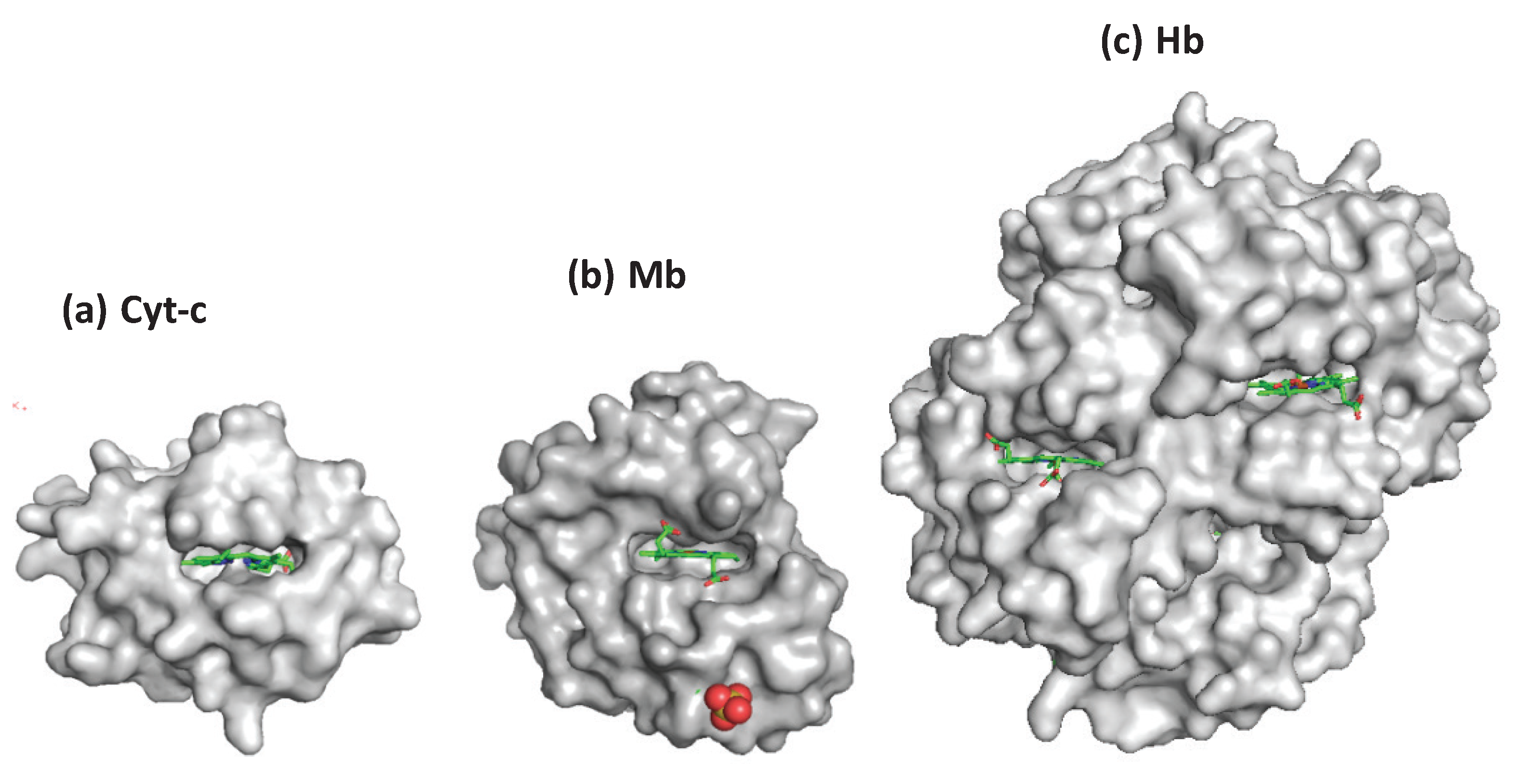 (a) The surface structure of cytochrome c (Protein Data Bankentry 1HRC). (b) The surface structure of āmyoglobin surface (Protein Data Bank entry 1WLA). (c) The surface structure of hemoglobin surface (Protein Data Bank entry 2QSS).