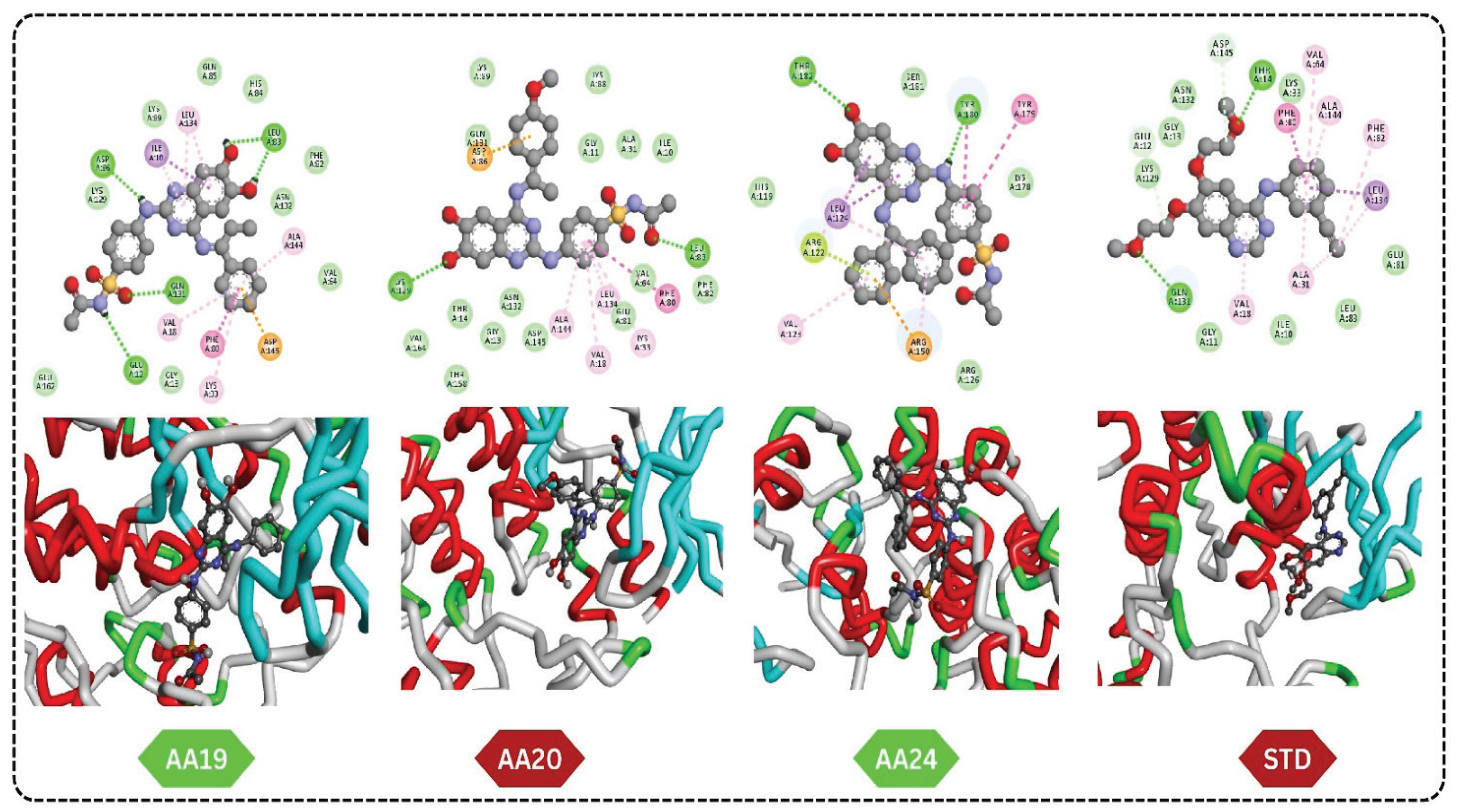 2D and 3D interactions of the top three compounds with the standard (Erlotinib).